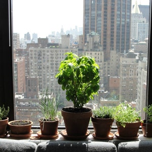 Windowsill Herb Garden Collection, six spices, 1000 seeds, easy indoors, great hostess gift, Sage, Parsley, Thyme, and more image 6