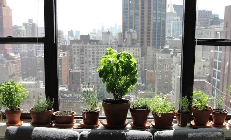 Windowsill Herb Garden Collection, six spices, 1000 seeds, easy indoors, great hostess gift, Sage, Parsley, Thyme, and more image 6