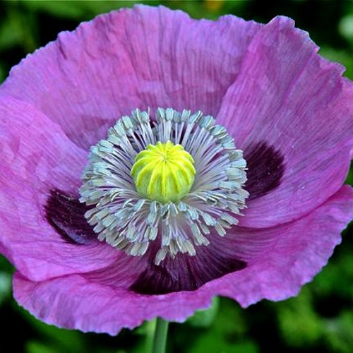Purple Breadseed Poppy Papaver Paeoniflorum 100 Bulk Seeds Etsy