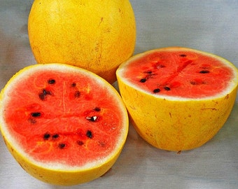 Golden Midget Watermelon, 10 organic seeds, sweet pink flesh, yellow rind, ripens early, natural heirloom, showy fruit, farmers market