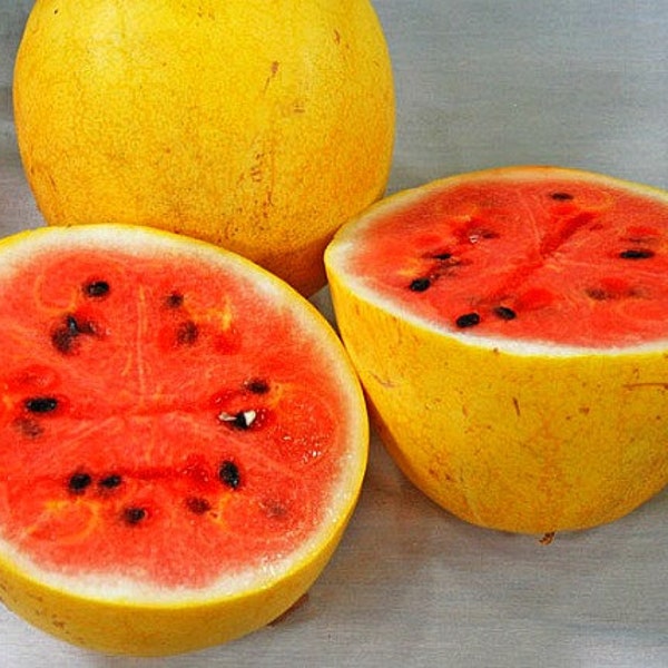 Golden Midget Watermelon, 10 organic seeds, sweet pink flesh, yellow rind, ripens early, natural heirloom, showy fruit, farmers market