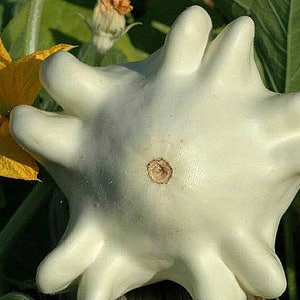 Spaceship Squash, Yugoslavian Finger Fruit, rare heirloom seeds, non GMO, summer squash for kids gardens, ornamental gourd, silly fun