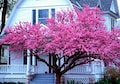 Cercis canadensis, Eastern Redbud, 10 seeds, cold hardy, zones 4 to 10, sun or shade, easy from seed, showy pink blooms, great street tree