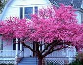 Cercis canadensis, Eastern Redbud, 10 seeds, cold hardy, zones 4 to 10, sun or shade, easy from seed, showy pink blooms, great street tree