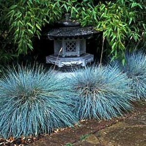 Blue Fescue Grass, 100 seeds, Festuca glauca, ground cover, perennial zones 4 to 10, drought tolerant, deer proof, loves the desert, so easy image 5