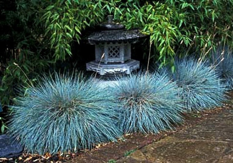 Blue Fescue Grass, 100 seeds, Festuca glauca, ground cover, perennial zones 4 to 10, drought tolerant, deer proof, loves the desert, so easy image 5