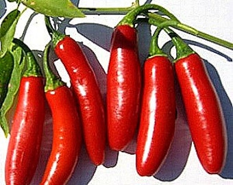 Serrano chili pepper, 10 seeds, super hot, great for salsa, pickled, mex or thai cooking, small bushy plants, heirloom seeds