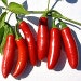 Serrano chili pepper, 10 seeds, super hot, great for salsa, pickled, mex or thai cooking, small bushy plants, heirloom seeds 