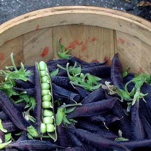 Blauwschokkers Purple Podded Peas, 15 heirloom seeds, non GMO, pink flowers, purple pods, cool weather crop, kids garden image 3