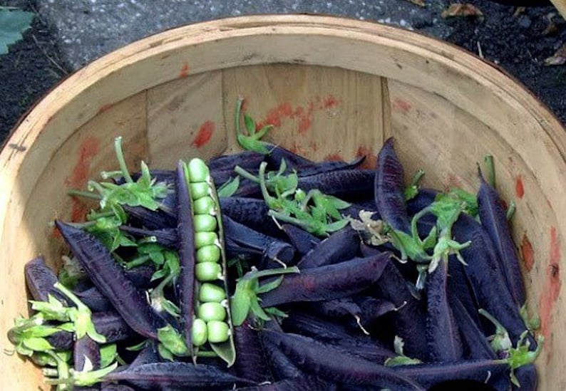 Blauwschokkers Purple Podded Peas, 15 heirloom seeds, non GMO, pink flowers, purple pods, cool weather crop, kids garden image 3