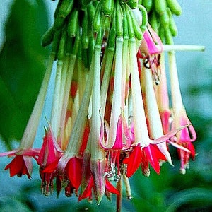 Fuchsia boliviana alba, White Bolivian Fuchsia, 10 rare seeds, shrubby tree, misty cool zones, houseplant, sweet fruits, elegant blooms image 3