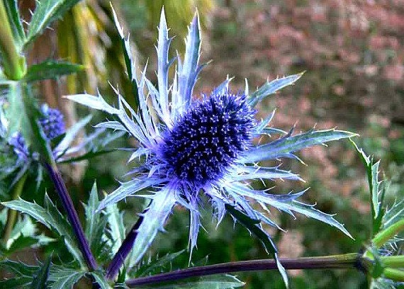 Blue Sea Holly, 25 graines, grande fleur coupée, fleur séchée, Eryngium  planum, ombre brillante, résistant aux cerfs, résistant au froid, vivace  dans toutes les zones -  Canada