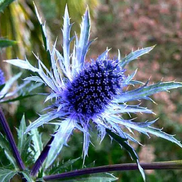 Blue Sea Holly, 25 seeds, great cut flower, dried flower, Eryngium planum, bright shade, deer proof, cold hardy, perennial in all zones
