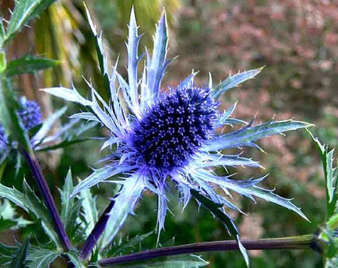Chocolate Daisy Flower, 10 Seeds, Berlandiera Lyrata, Fragrant, Cold