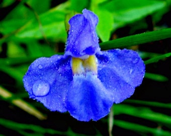 Blue Monkeyflower, Mimulus ringens, 200 seeds, woodland wildflower, pond plant, loves moist soil, sun or shade, deer-proof, American native