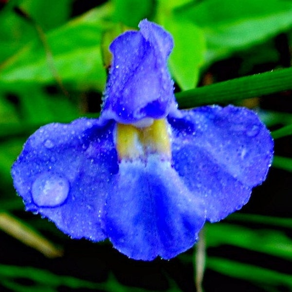 Blue Monkeyflower, Mimulus ringens, 200 seeds, woodland wildflower, pond plant, loves moist soil, sun or shade, deer-proof, American native