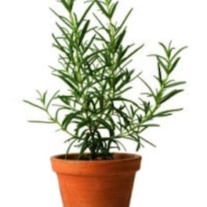 Windowsill Herb Garden Collection, six spices, 1000 seeds, easy indoors, great hostess gift, Sage, Parsley, Thyme, and more image 5