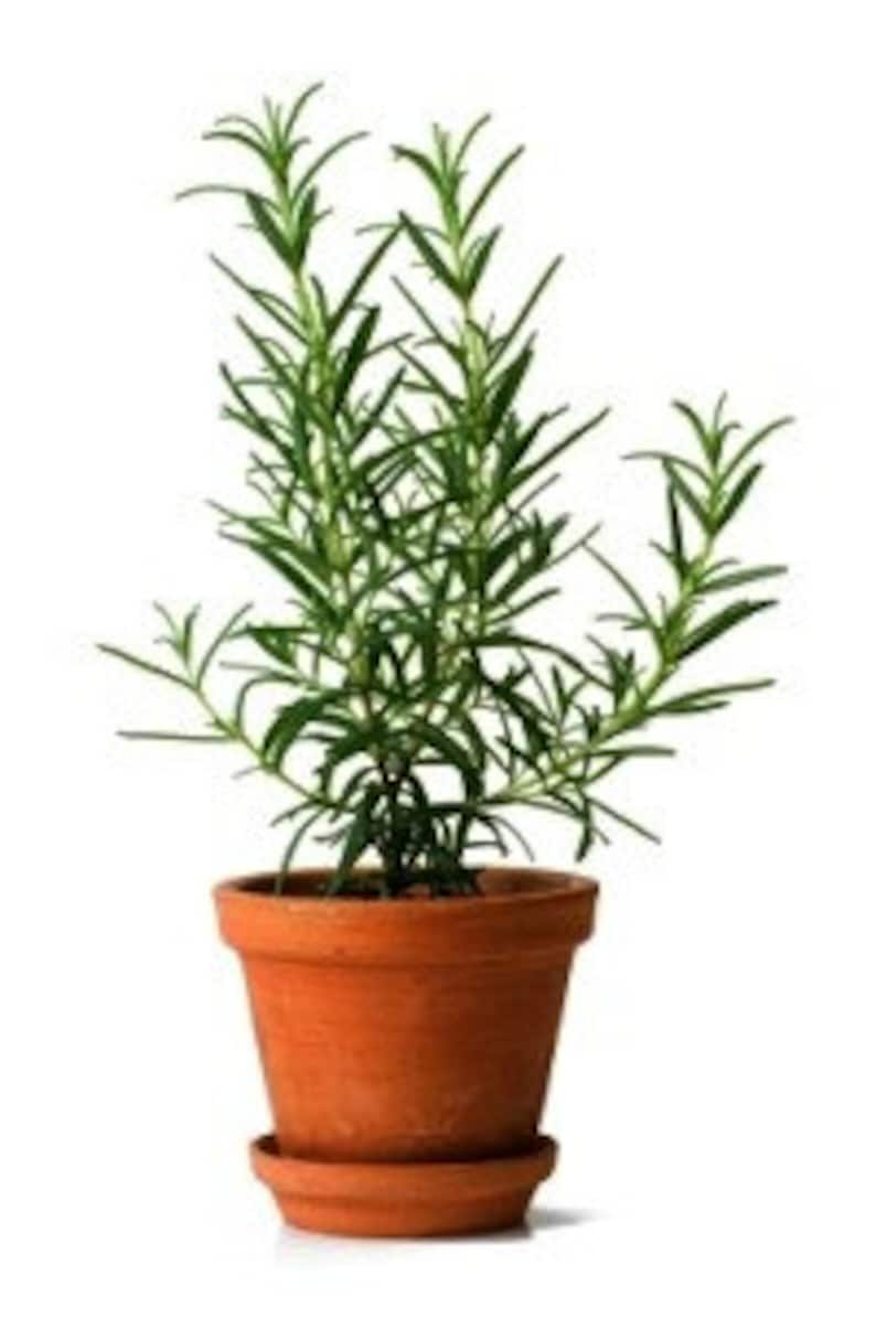 Windowsill Herb Garden Collection six spices 1000 seeds image 5