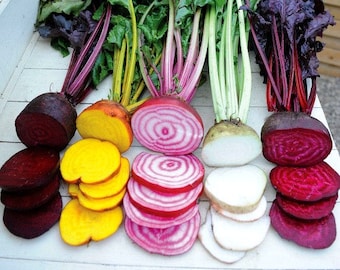 Rainbow Beet Collection, five fancy heirlooms, 300 mixed seeds, fall garden, saute, salads, juice, cool weather crop, easy to grow, non GMO