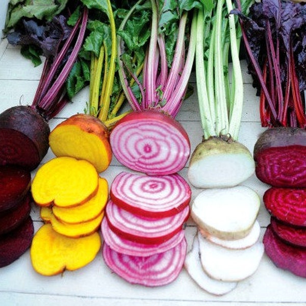 Rainbow Beet Collection, five fancy heirlooms, 300 mixed seeds, fall garden, saute, salads, juice, cool weather crop, easy to grow, non GMO