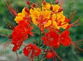 Red Bird of Paradise, Caesalpinia pulcherrima, 10 seeds, small fluffy tree, zones 8 to 10, drought tolerant, loves desert heat, showy blooms