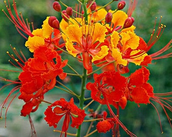 Red Bird of Paradise, Caesalpinia pulcherrima, 10 seeds, small fluffy tree, zones 8 to 10, drought tolerant, loves desert heat, showy blooms