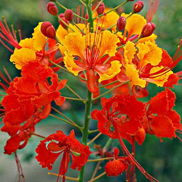 Red Bird of Paradise, Caesalpinia pulcherrima, 10 seeds, small fluffy tree, zones 8 to 10, drought tolerant, loves desert heat, showy blooms