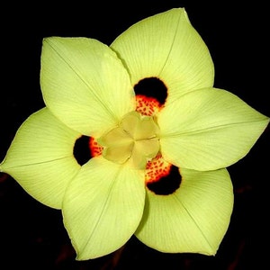 South African Iris, Dietes bicolor, 10 seeds, yellow blooms, graceful foliage, drought tolerant, zones 8 to 11, lovely in mass plantings