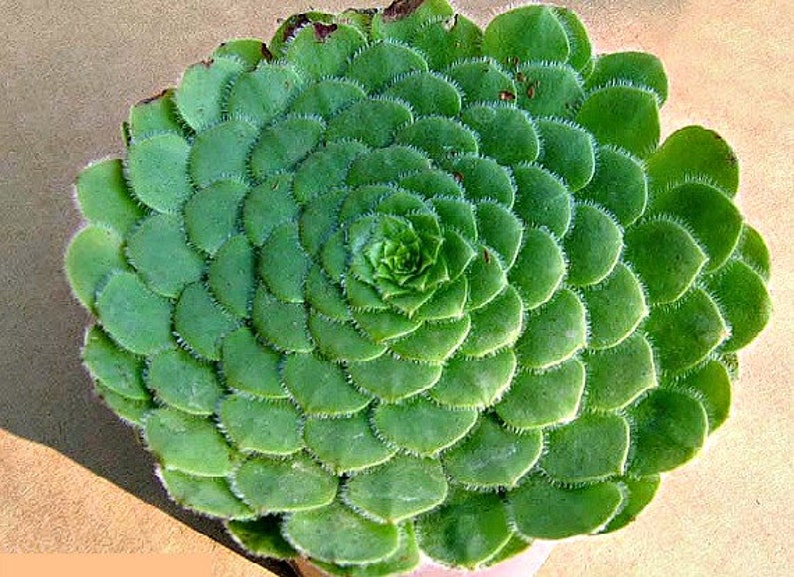 Aeonium tabuliforme Dinner Plate succulent 15 rare seeds | Etsy