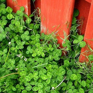 May include: A close-up of a patch of green clover growing next to a red wooden fence. The clover leaves are in focus, while the fence is slightly out of focus.