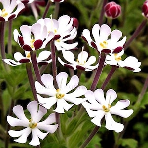 Night Blooming Phlox, 20 seeds, Midnight Candy, fragrant ground cover, Zaluzianskya capensis, sweet creeper, easy all zones, moon garden image 1