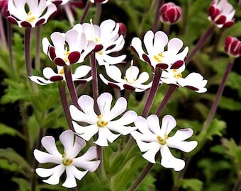 Night Blooming Phlox, 20 seeds, Midnight Candy, fragrant ground cover, Zaluzianskya capensis, sweet creeper, easy all zones, moon garden