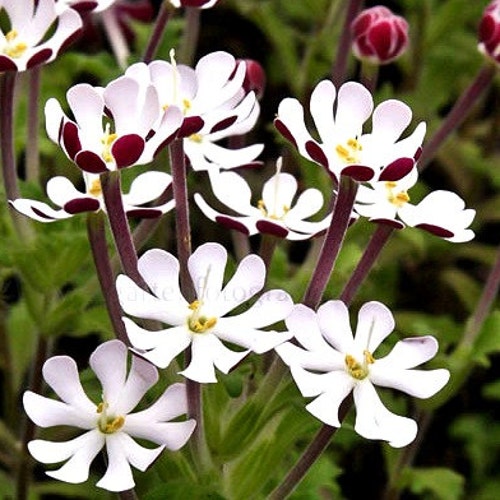 Night Blooming Phlox, 20 seeds, Midnight Candy, fragrant ground cover, Zaluzianskya capensis, sweet creeper, easy all zones, moon garden