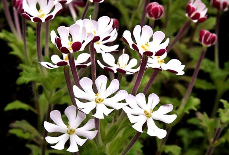 Night Blooming Phlox, 20 seeds, Midnight Candy, fragrant ground cover, Zaluzianskya capensis, sweet creeper, easy all zones, moon garden image 1