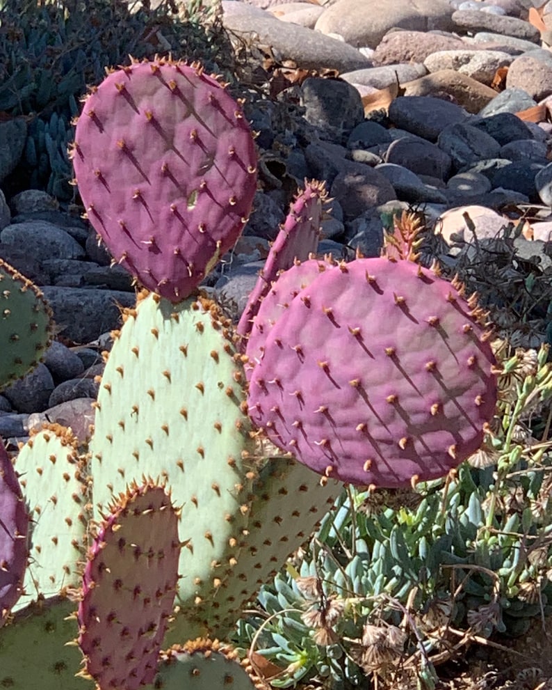 Opuntia Santa Rita Cactus, 10 seeds, purple pads, yellow flowers, magenta fruit, Opuntia violacea, drought tolerant, ornamental cactus image 3