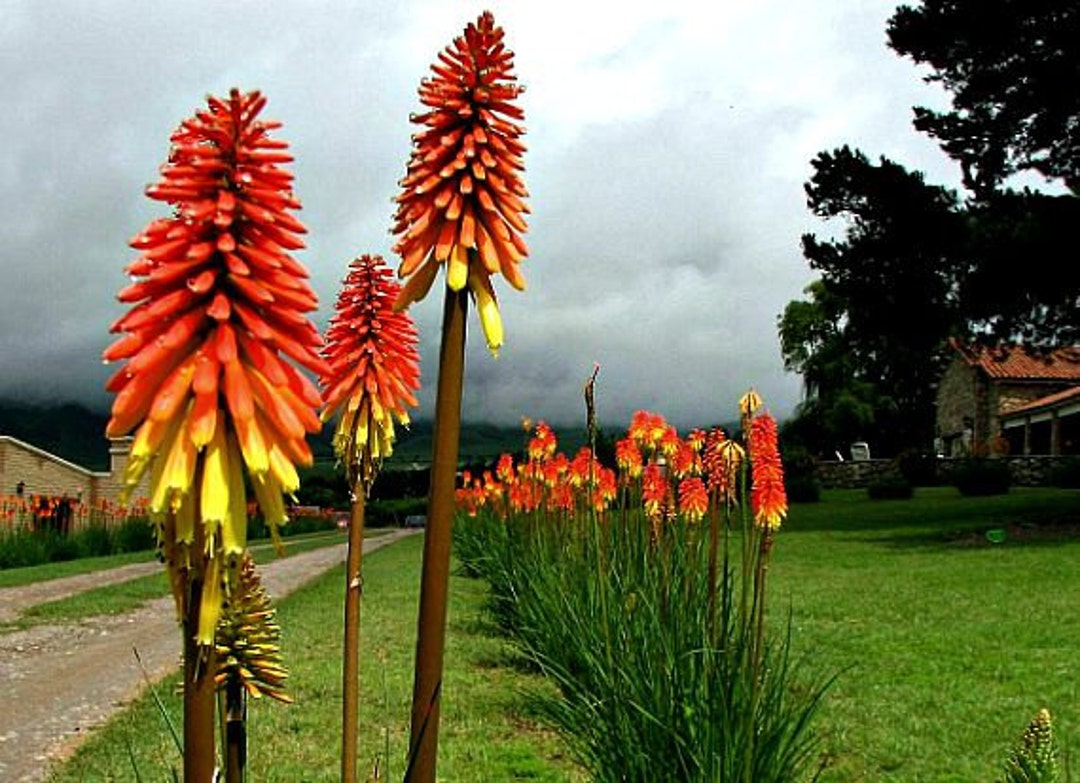 Torch Lily, Tritoma Kniphofia, Red Hot Poker, 10 Seeds, Flashy