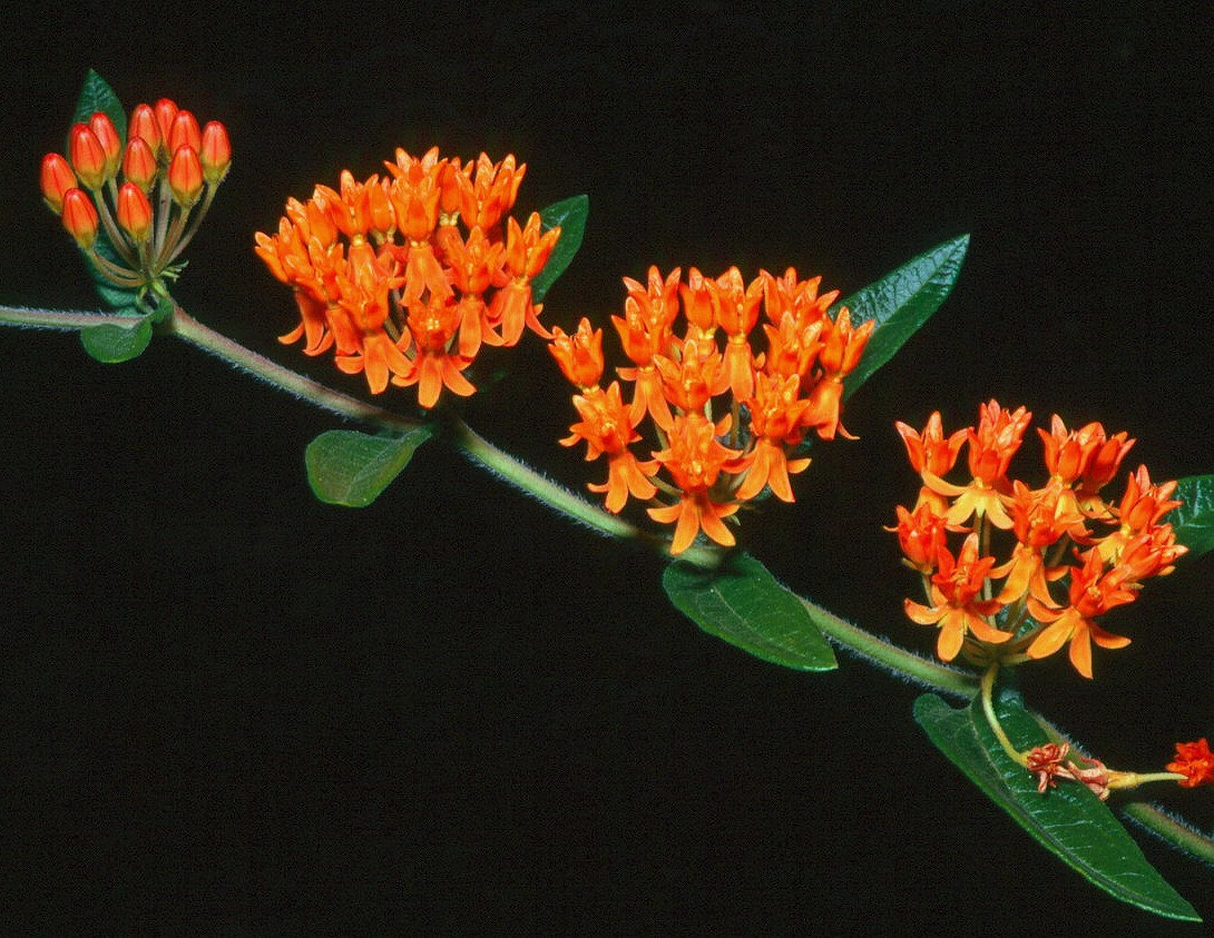 Asclepias incarnata 'Swamp Milkweed', image size:1090x843