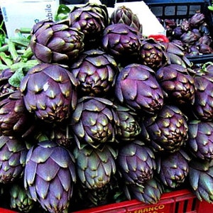 Purple Artichoke, Violet de Provence, 10 heirloom seeds, early and productive, silver foliage, cool purple blooms, cut flowers image 4