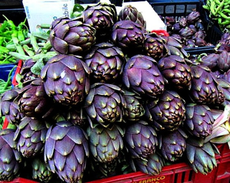 Purple Artichoke, Violet de Provence, 10 heirloom seeds, early and productive, silver foliage, cool purple blooms, cut flowers image 4