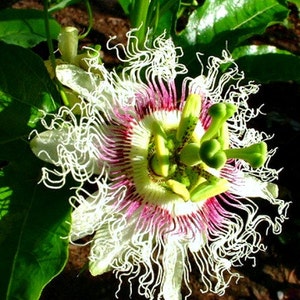 Sweet Lilikoi, Passiflora edulis flavicarpa, 10 seeds, tropical vine, luscious fruit, glorious blooms, Yellow Passionfruit, zones 9 to 10