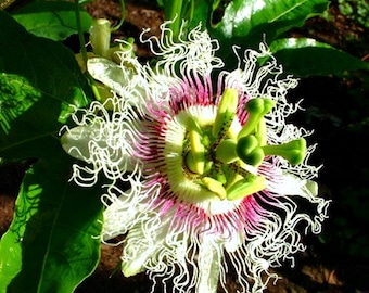 Sweet Lilikoi, Passiflora edulis flavicarpa, 10 seeds, tropical vine, luscious fruit, glorious blooms, Yellow Passionfruit, zones 9 to 10