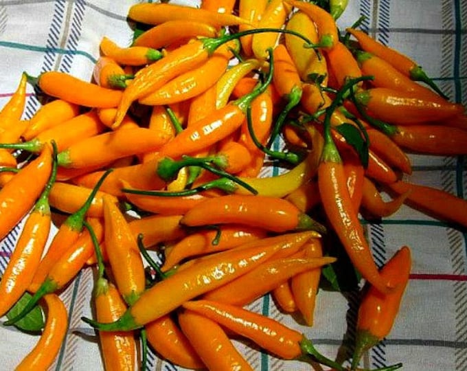 Datil Pepper, World's Hottest Chile, Fruity Flavor, 10 Rare Seeds, Old Heirloom From St