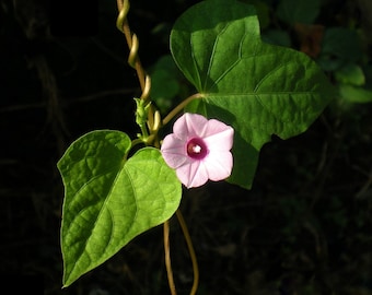 Hoshiasagao, Ipomoea triloba, Littlebell, 10 seeds, the world's tiniest morning glory, purple pink blooms, loves sun or shade, any zone