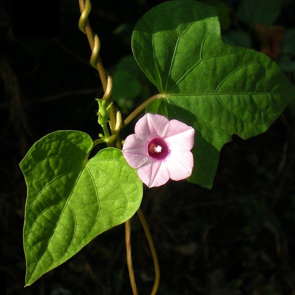 Hoshiasagao, Ipomoea triloba, Littlebell, 10 seeds, the world's tiniest morning glory, purple pink blooms, loves sun or shade, any zone