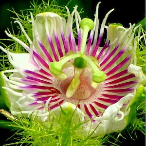 Passiflora foetida, Water Lemon Passion Flower, 10 seeds, fragrant blossoms, tasty fruit, vigorous vine, zone 9 to 11, great houseplant