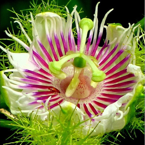 Passiflora foetida, Water Lemon Passion Flower, 10 seeds, fragrant blossoms, tasty fruit, vigorous vine, zone 9 to 11, great houseplant