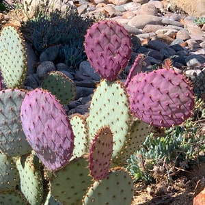 Opuntia Santa Rita Cactus, 10 seeds, purple pads, yellow flowers, magenta fruit, Opuntia violacea, drought tolerant, ornamental cactus image 6