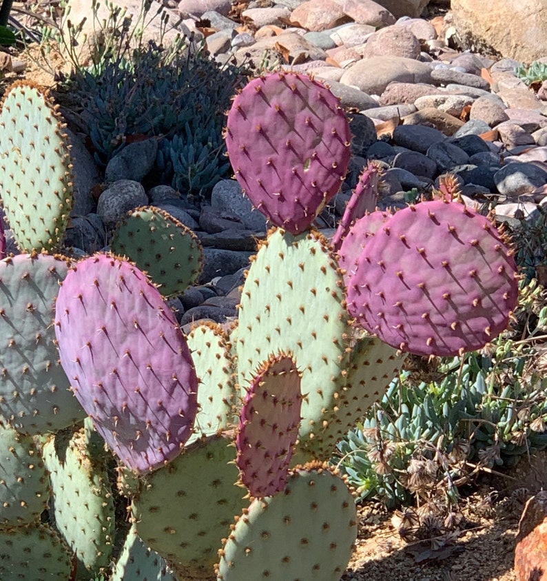 Opuntia Santa Rita Cactus, 10 seeds, purple pads, yellow flowers, magenta fruit, Opuntia violacea, drought tolerant, ornamental cactus image 6