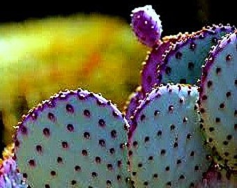 Opuntia Santa Rita Cactus, 10 seeds, purple pads, yellow flowers, magenta fruit, Opuntia violacea, drought tolerant, ornamental cactus