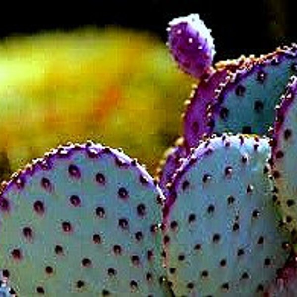 Opuntia Santa Rita Cactus, 10 seeds, purple pads, yellow flowers, magenta fruit, Opuntia violacea, drought tolerant, ornamental cactus